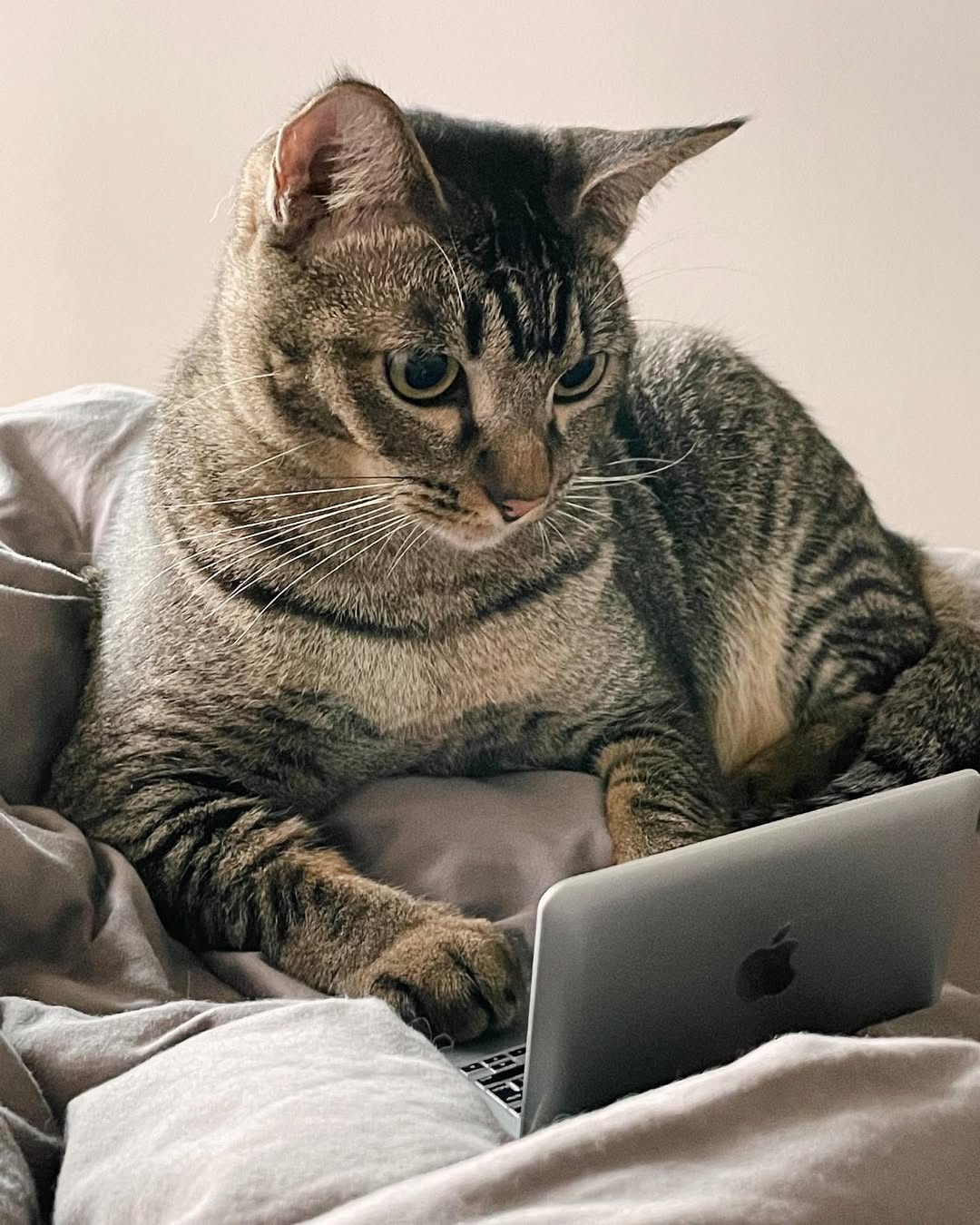 meo gui don nghi viec,  mat viec vi meo,  meo nhan enter,  mat thuong tet anh 1