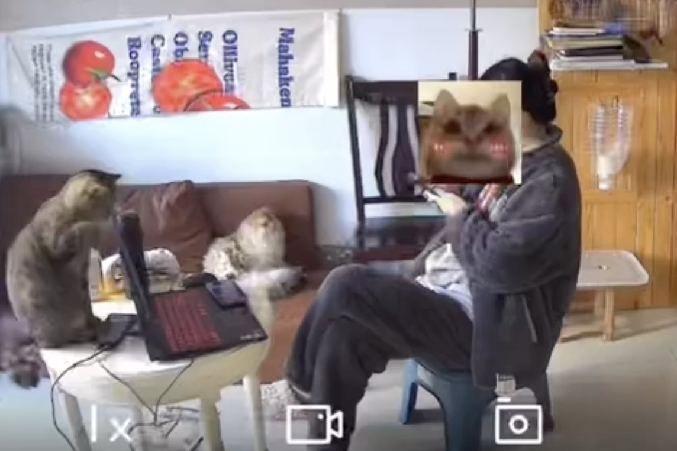 Meo 'gui' don nghi viec, chu mat ca viec lan thuong Tet hinh anh