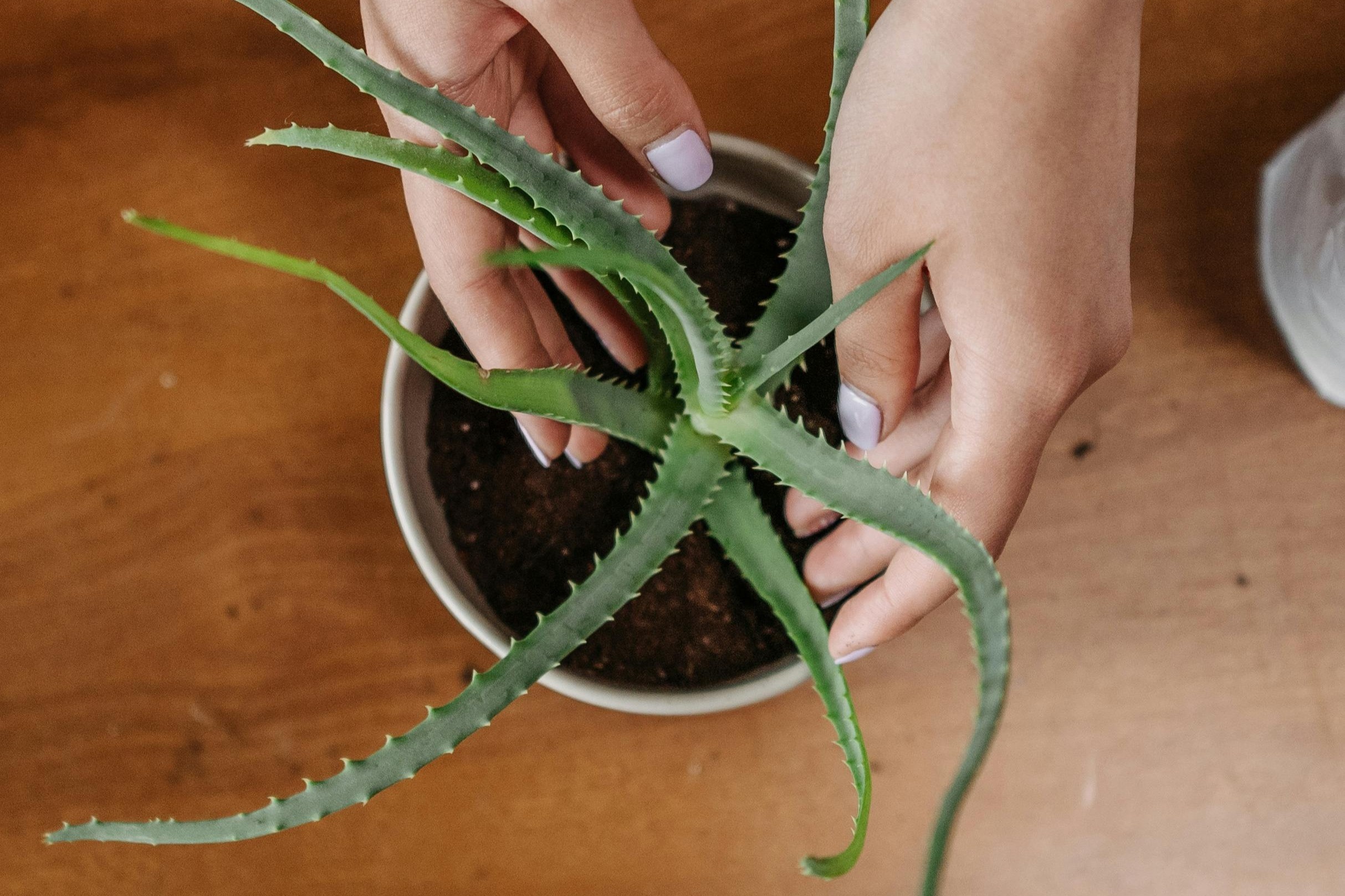 'Loai cay bat tu' lam diu bong da, co the trong trong nha hinh anh