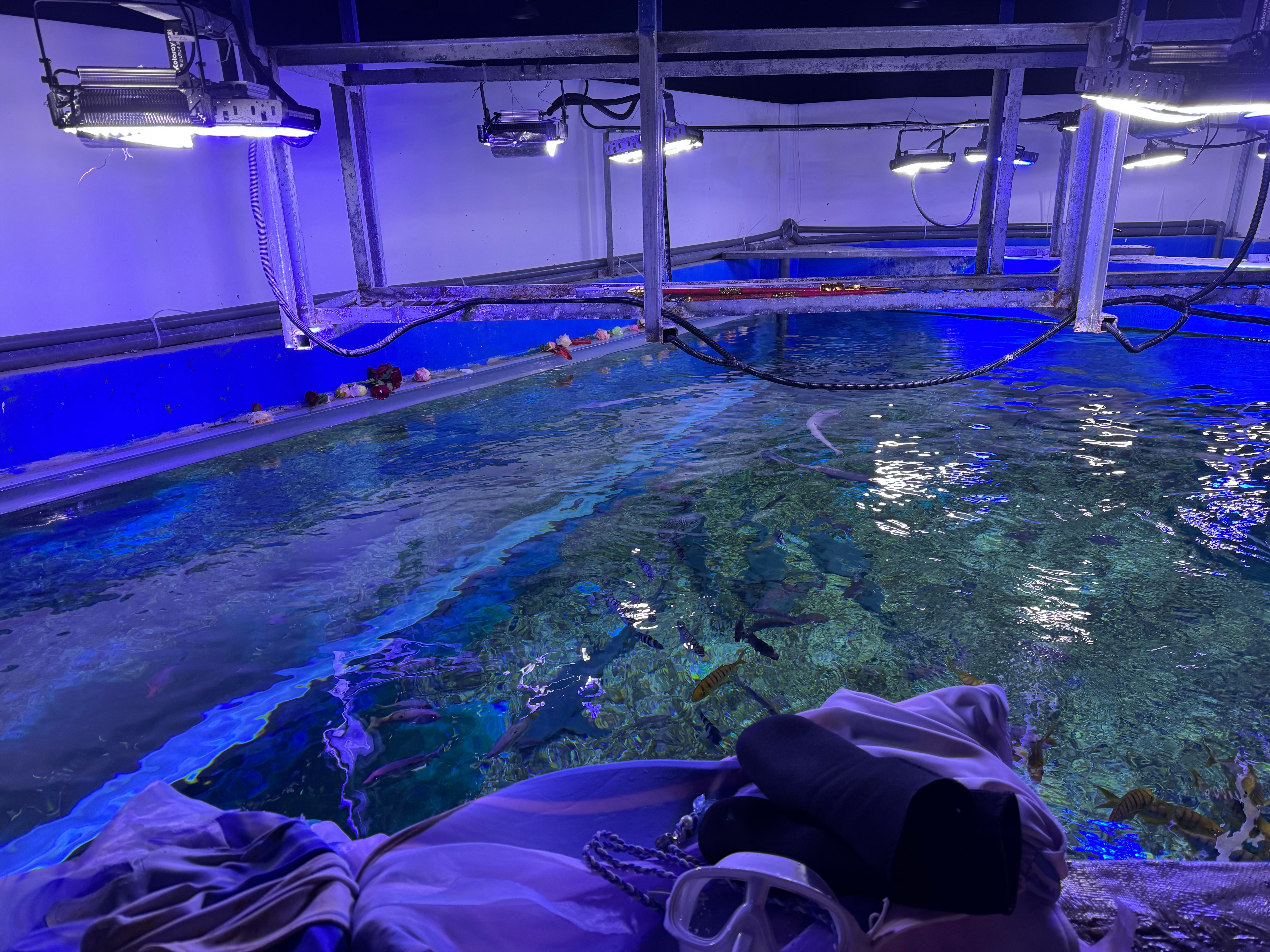 chang tien ca,  chang tien ca,  Xiao Songyi 6 mui,  nguoi ca 22 tuoi,  thuy cung Vu Han,  bieu dien nguoi ca anh 9