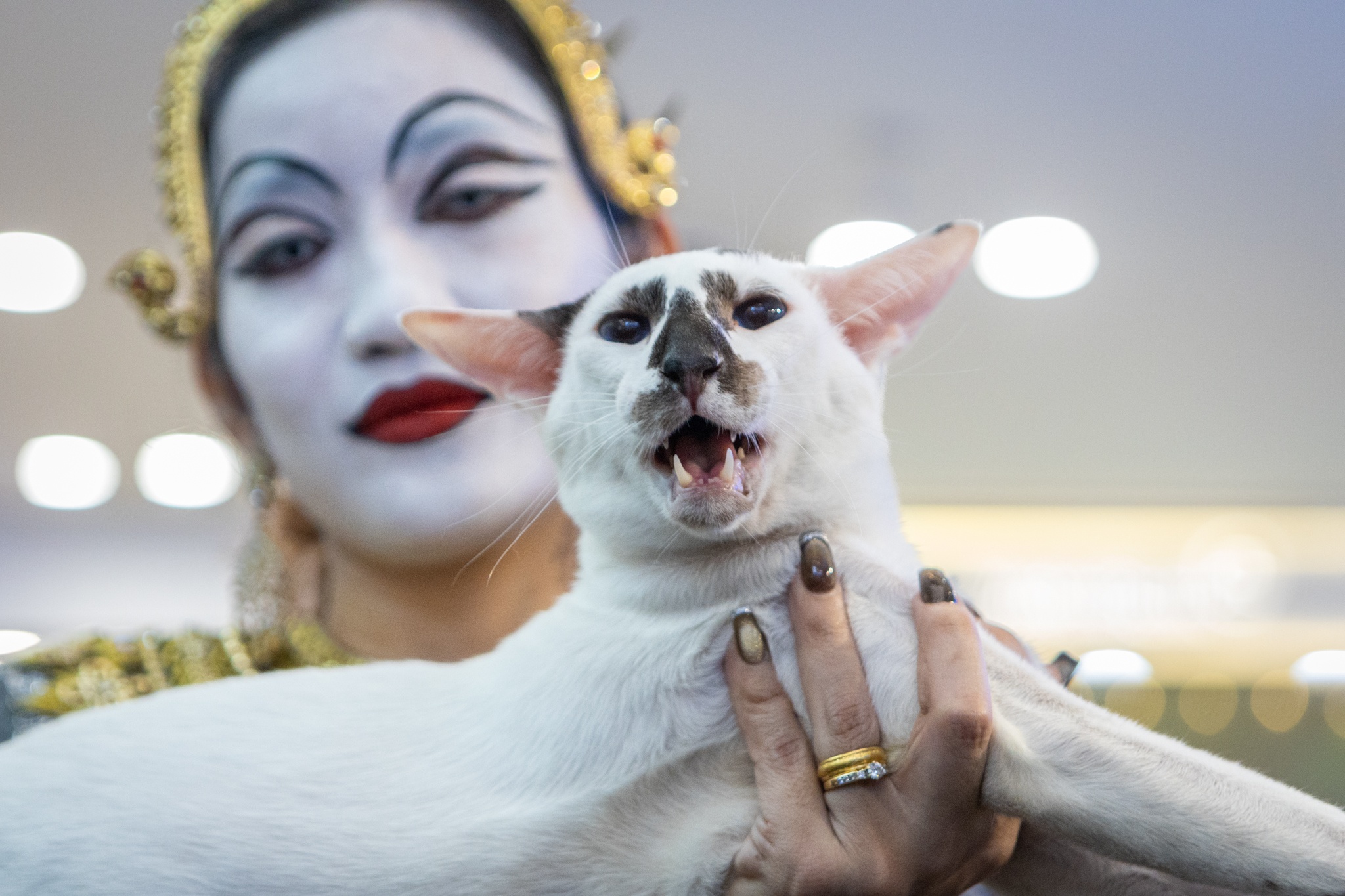 Chu meo xau nhat the gioi thi 'hoa hau' o TP.HCM hinh anh