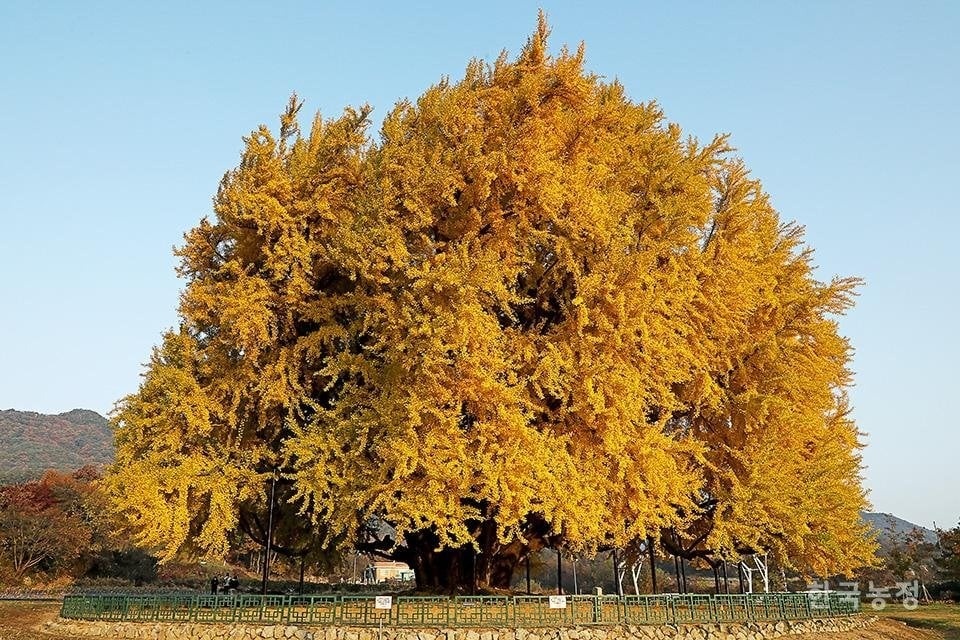 Danh 6 nam de ve hang tram buc tranh ve cay bach qua 1.300 nam tuoi hinh anh