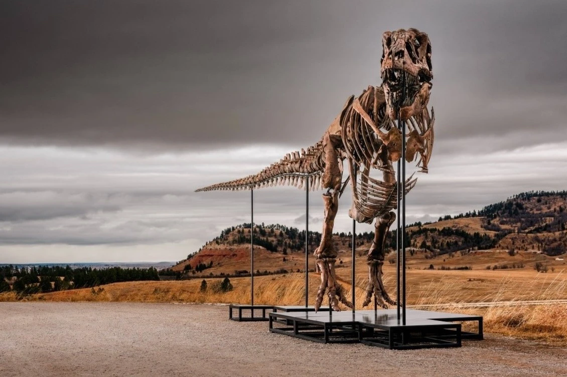 Bộ xương T. rex lập kỷ lục 50 triệu USD sau 10 phút đấu giá
