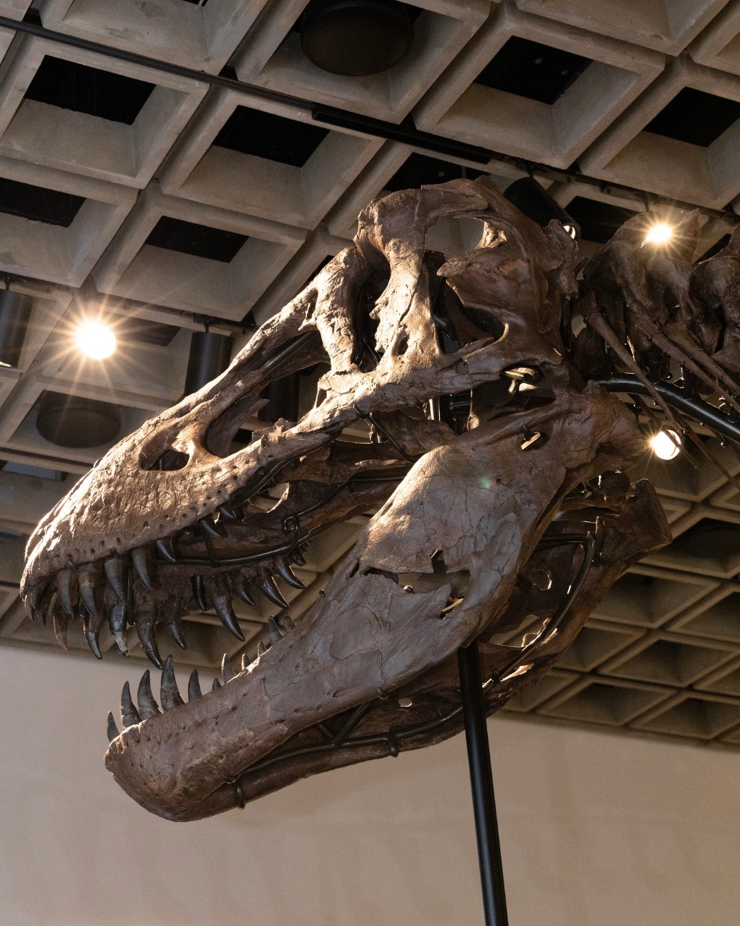 T. rex,  h&oacute;a thạch,  khủng,  khủng long,  sinh vật học,  mẫu vật,  Sotheby&rsquo;s,  Tyrannosaurus rex ảnh 2