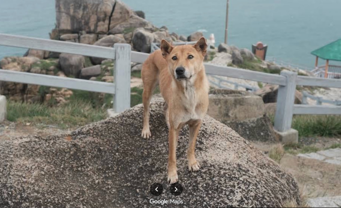 ‘Ban cho vang’ o Mui Dien gay sot hinh anh