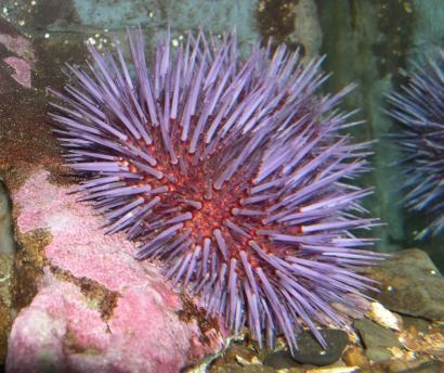 Thuong thuc cau gai - nhan sam cua bien hinh anh