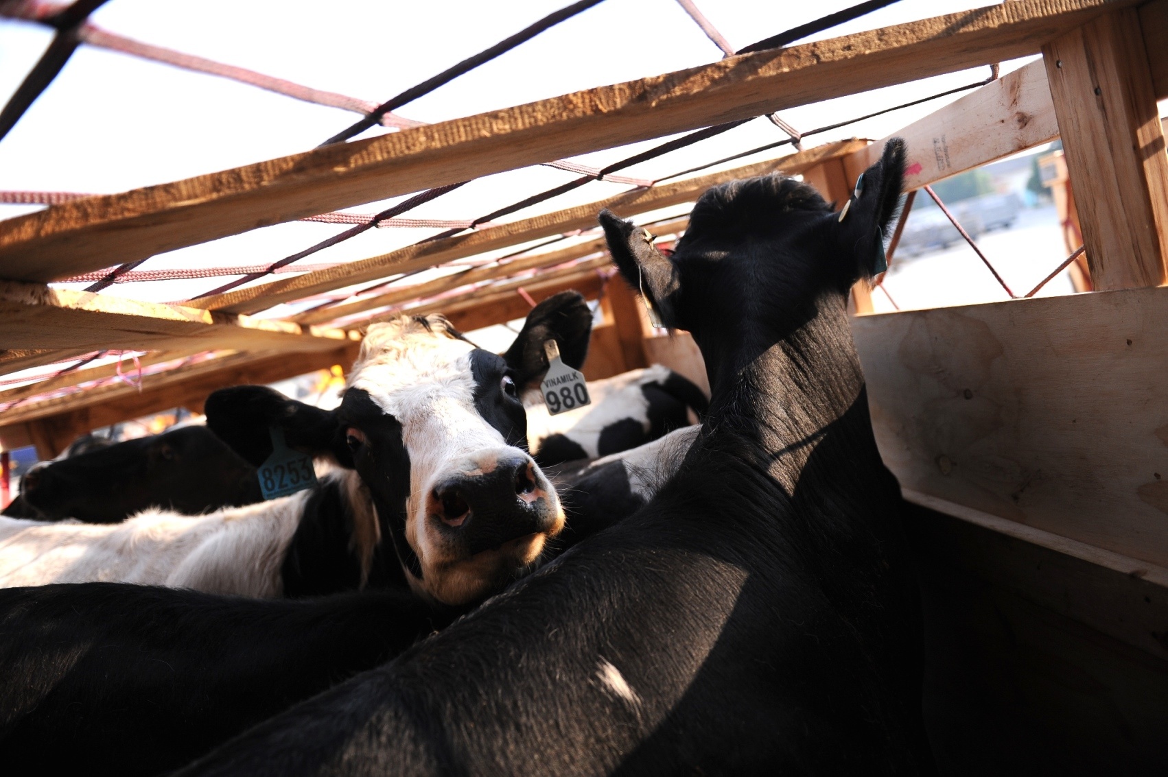 Vinamilk nhap 400 con bo sua mang thai cao san tu Uc hinh anh