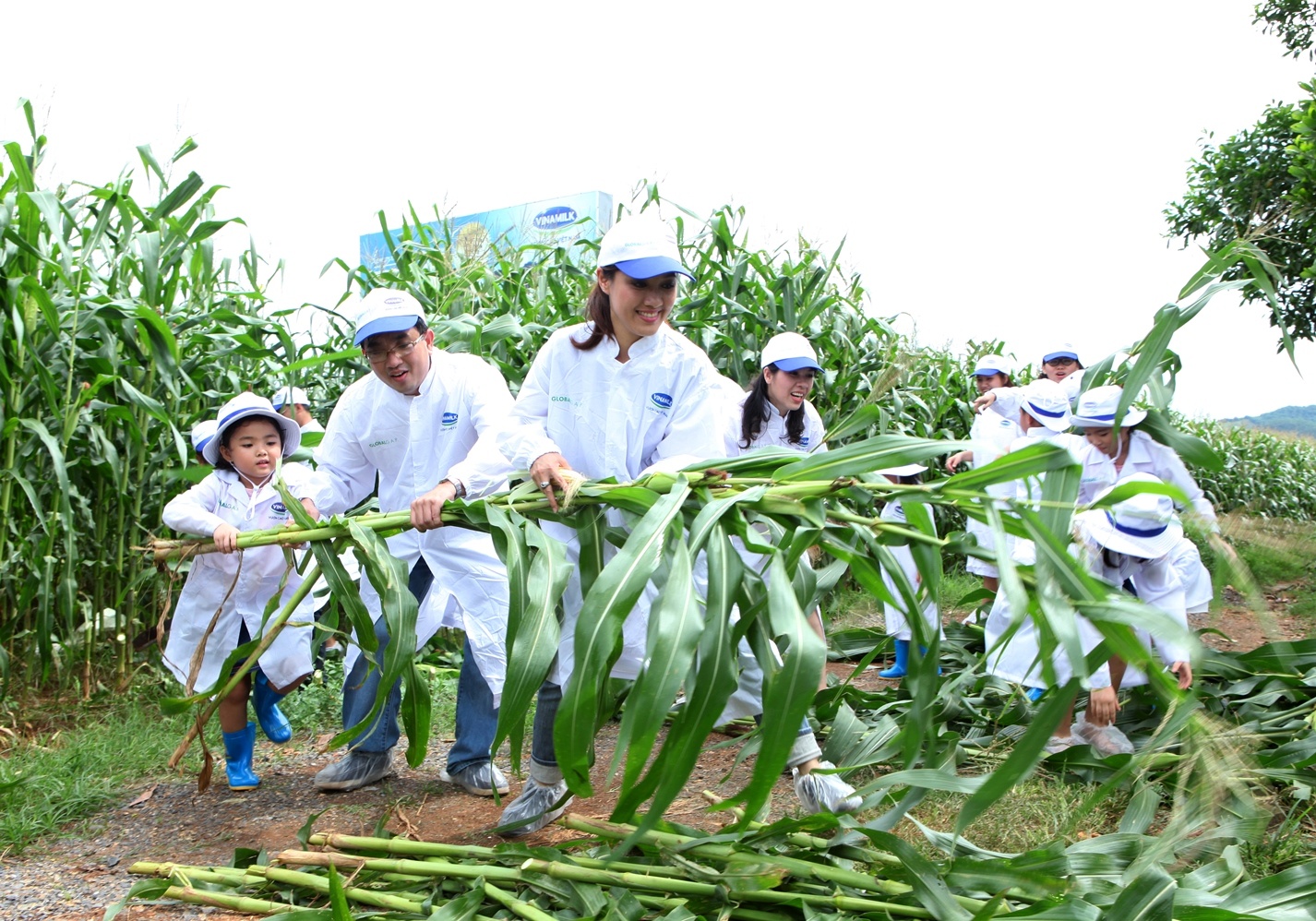 BTV Hoài Anh cùng gia đình chuẩn bị thức ăn cho các cô bò.