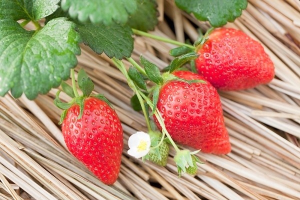 Tre khoe manh hon nho an phomat Hoff dau Tay hinh anh