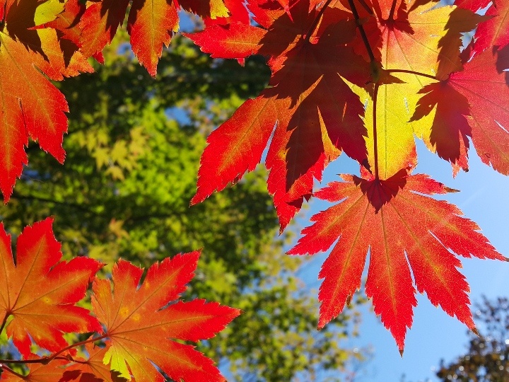 Những tán cây lá đỏ tương phản với sắc xanh của rặng cây phía xa và màu trời trong xanh bên trên tạo nên vẻ đẹp như trong tranh của xứ sở kim chi. Bức ảnh được chụp cận ngược sáng khi mặt trời chiếu thắng vào tán lá thể hiện độ tương phản màu sắc ấn tượng.