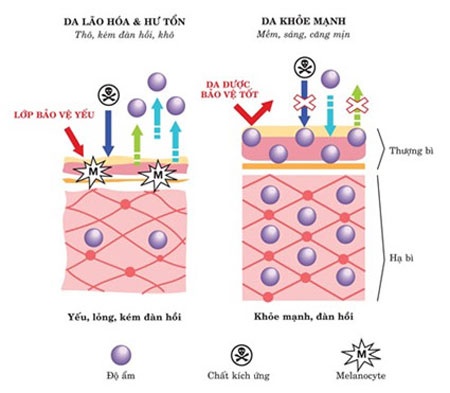 Hình minh họa so sánh cấu trúc da lão hóa và da thường.