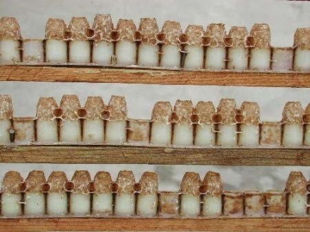 Sữa ong chúa được nuôi và sản xuất trong nước đem lại hiệu quả cao khi sử dụng.