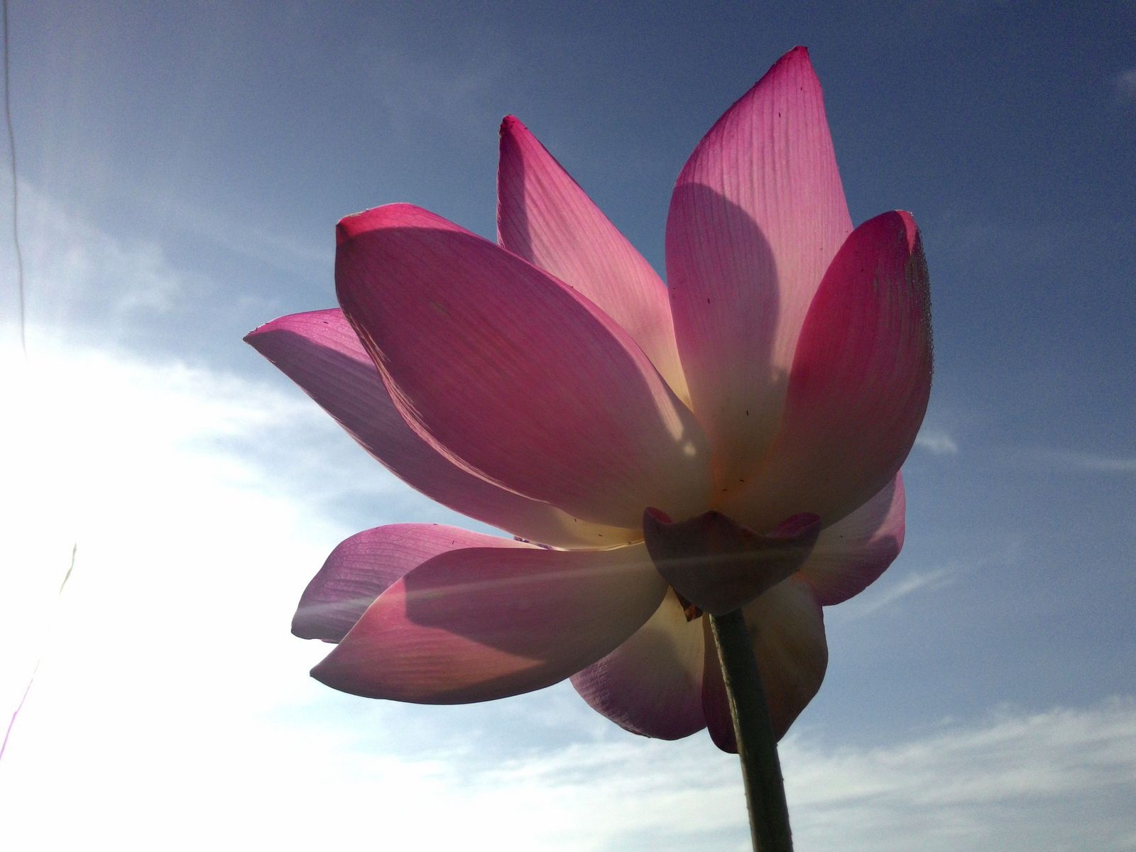 Hình ảnh hoa sen hiện lên rõ nét ở điều kiện ngược sáng với ZenFone 5 trong tác phẩm Trong nắng.