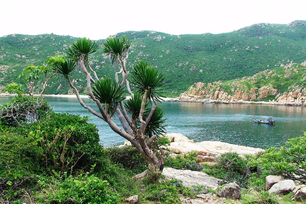 Khác với cái nắng nóng quanh năm của Ninh Thuận, khu vực biển Bình Tiên và vườn quốc gia Núi Chúa lại sở hữu khí hậu mát mẻ dễ chịu, đem lại cảm giác thư thái cho những ai yêu thích sự yên bình