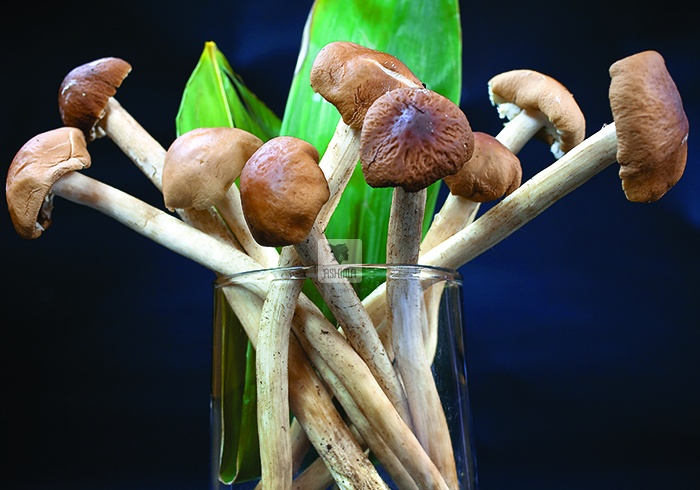 Nấm Cây Trà có công dụng làm đẹp da và chống lão hóa.