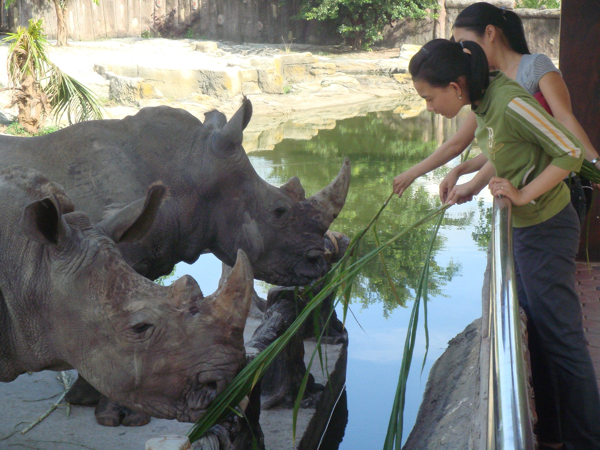 Vườn thú Đại Nam là vườn thú mở, bạn có thể tự tay cho thú ăn.