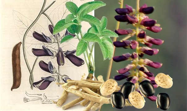 Những thành phần thảo dược thiên nhiên trong Motive.