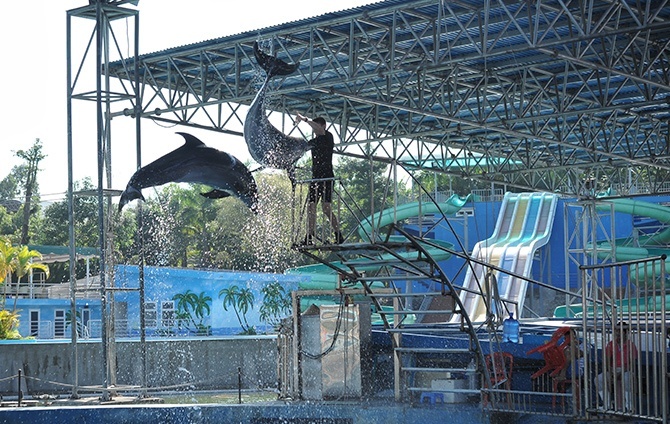 Các em nhỏ không rời mắt khỏi màn biểu diễn cá heo vui nhộn với những động tác điêu luyện dưới sự hướng dẫn của huấn luyện viên.