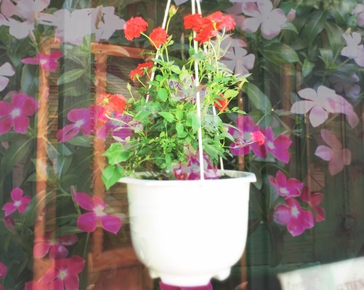 Anh dep chup tu camera 8 MP cua OPPO Neo 5 hinh anh