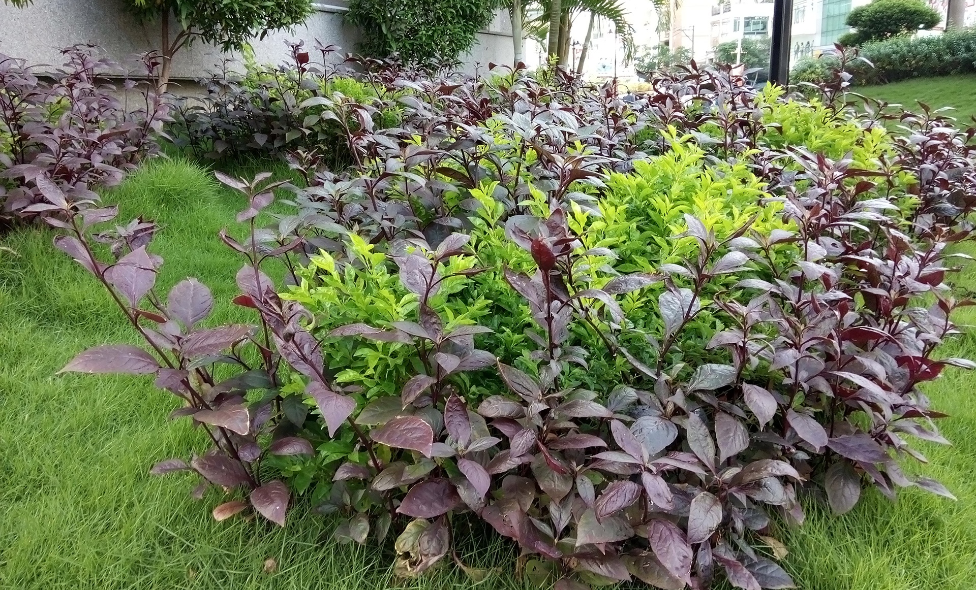 Ảnh chụp trong nhà hay môi trường thiếu sáng nói chung ở mức ổn. Có xuất hiện nhiễu nhưng không nhiều. Khả năng cân bằng trắng khá tốt.