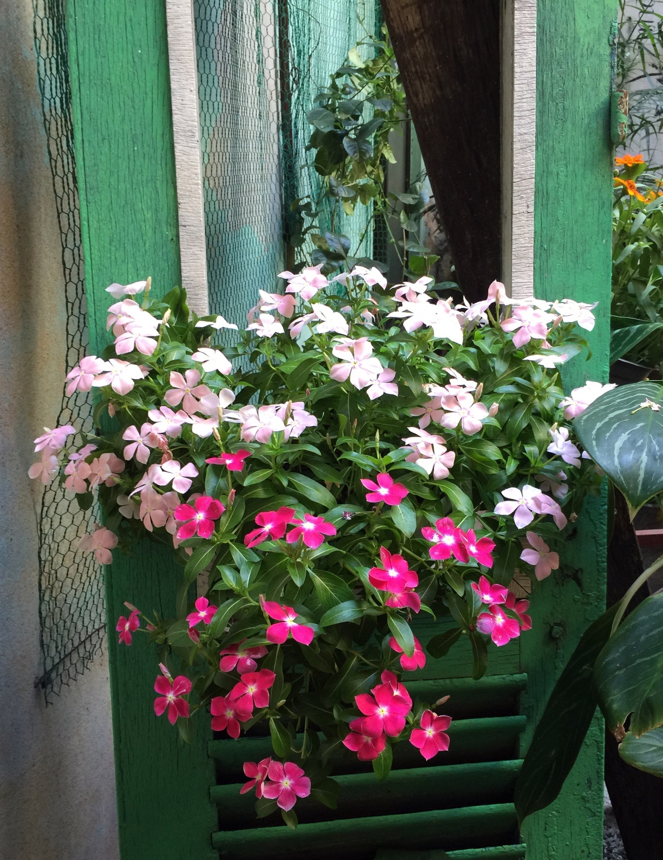 Màu sắc khá tươi tắn và không quá rực rỡ.