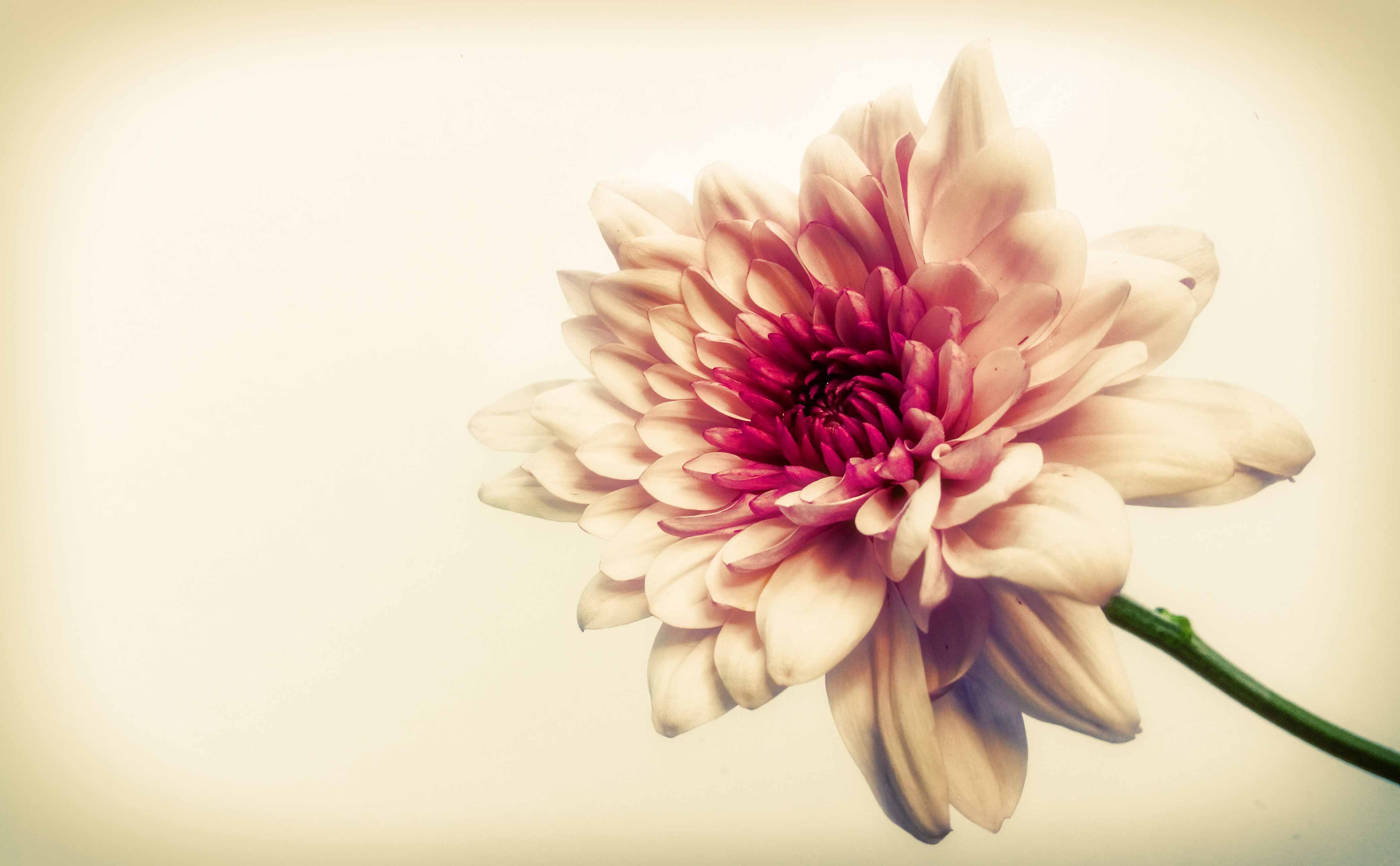 Cánh hoa huyền ảo.