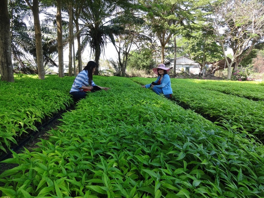 -	Một trong những vườn ươm cây hoàn ngọc của DN 7 Nga Tây Ninh