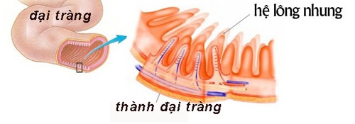 Lợi khuẩn Bifido cư trú trên hệ lông nhung tiết dịch nhầy bảo vệ đại tràng.