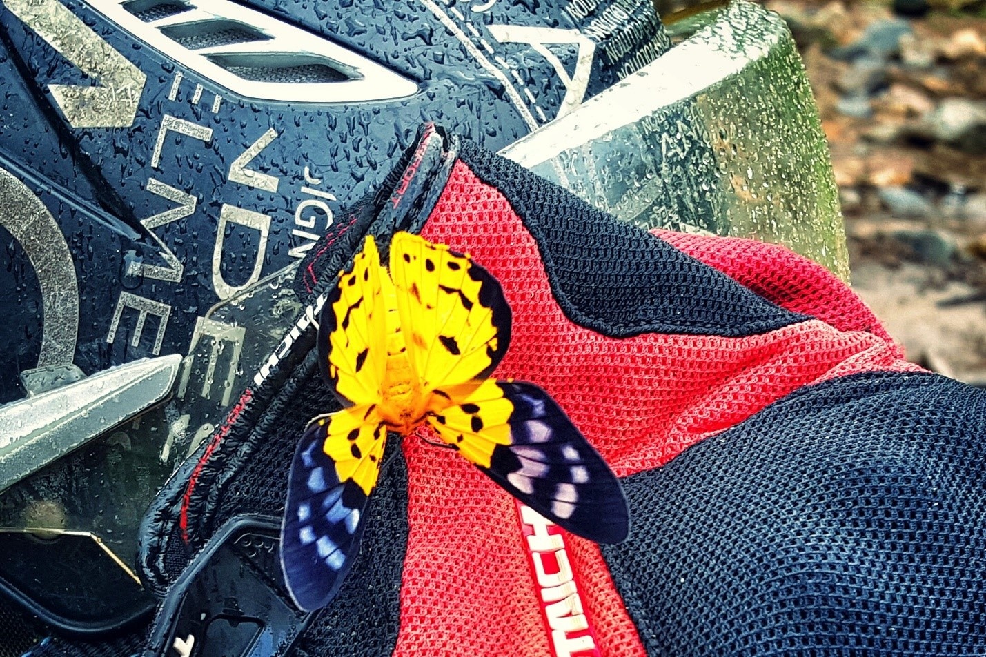 Trong phút nghỉ ngơi, anh ngẫu hứng ghi lại một cánh bướm sặc sỡ bằng điện thoại Galaxy S6.