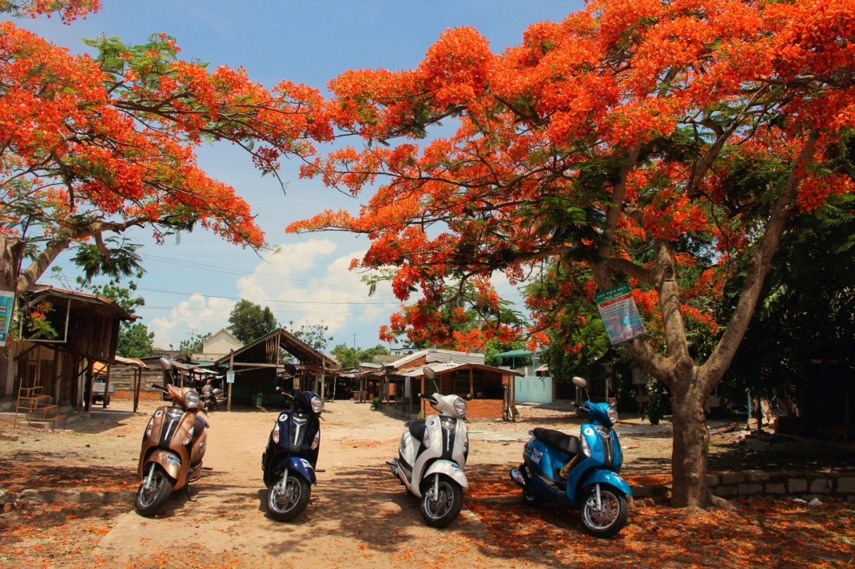 Một Tây Nguyên đầy màu sắc và rực đỏ mùa hoa phượng nở.