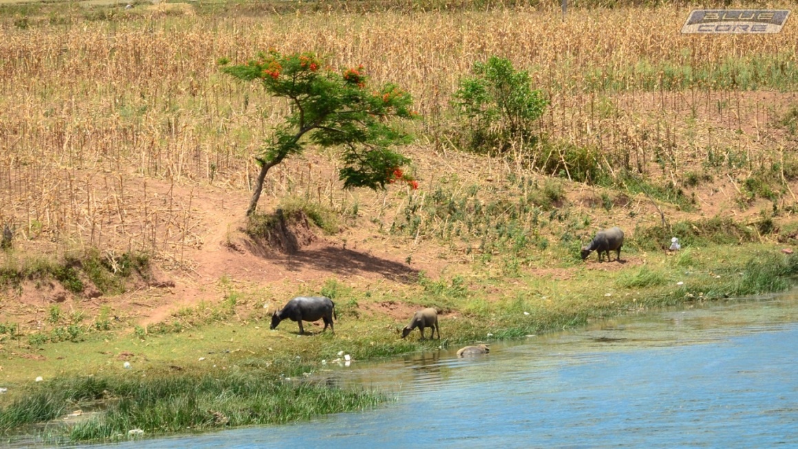 Vùng quê yên bình ở vùng Bắc Trung Bộ, nơi chúng ta trở về với tuổi thơ tắm sông, thả diều, chăn trâu.