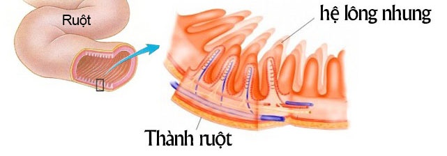 Lợi khuẩn cư trú trong hệ lông nhung trên thành ruột.