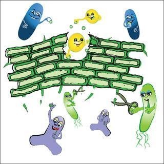 Bổ sung đầy đủ lợi khuẩn Bifido sẽ cải thiện nhanh chóng chứng rối loạn tiêu hóa.