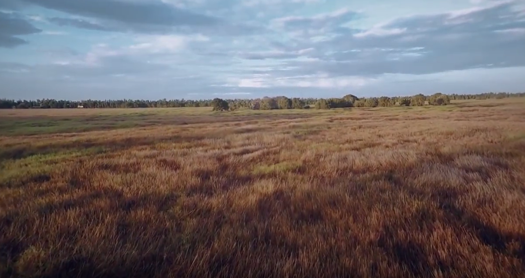 Bao ton da dang sinh hoc va phat trien du lich sinh thai o Tram Chim hinh anh