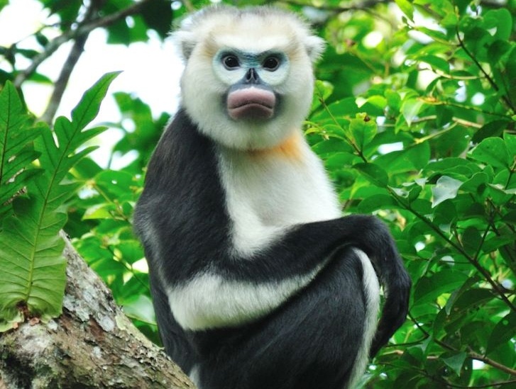 Cong bo chuong trinh bao ton dong vat Vinpearl Safari hinh anh