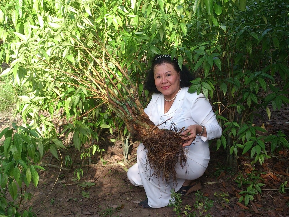 Rễ 7 năm tuổi trở lên mới đảm bảo đầy đủ các hoạt chất quý