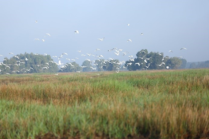 Vuon quoc gia Tram Chim dang hoi sinh an tuong hinh anh