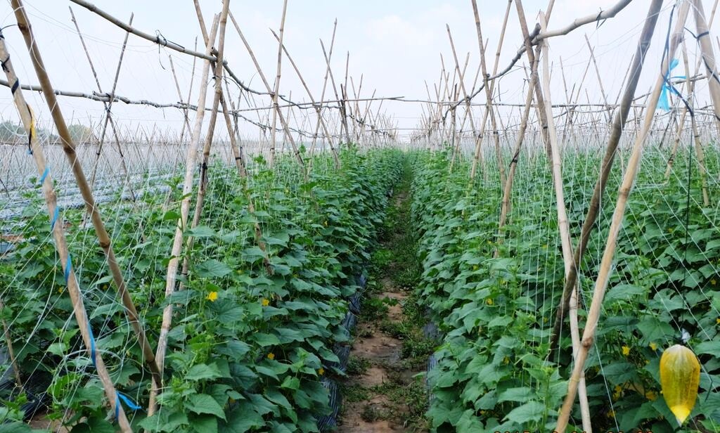 Nhờ canh tác theo phương pháp hiện đại, tuân thủ nghiêm ngặt các yêu cầu về chất lượng các yếu tố đầu vào cũng như quy trình chăm sóc, thu hoạch, đóng gói, bảo quản, phân phối nên sản phẩm của VinEco đáp ứng tối đa yêu cầu về an toàn vệ sinh thực phẩm cũng như hàm lượng dinh dưỡng.