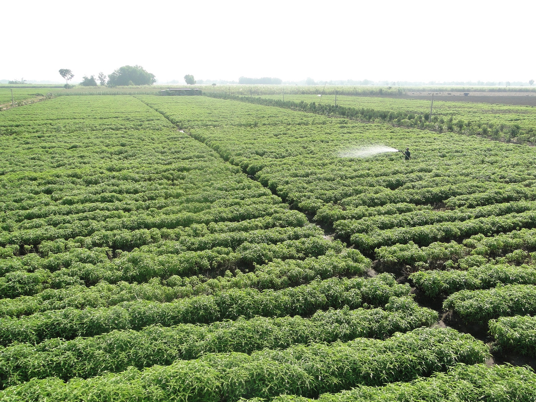 Bien phap giam tac dung phu trong dieu tri ung thu hinh anh