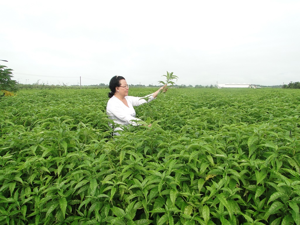 Doanh nghiep thanh cong voi duoc lieu cay hoan ngoc hinh anh