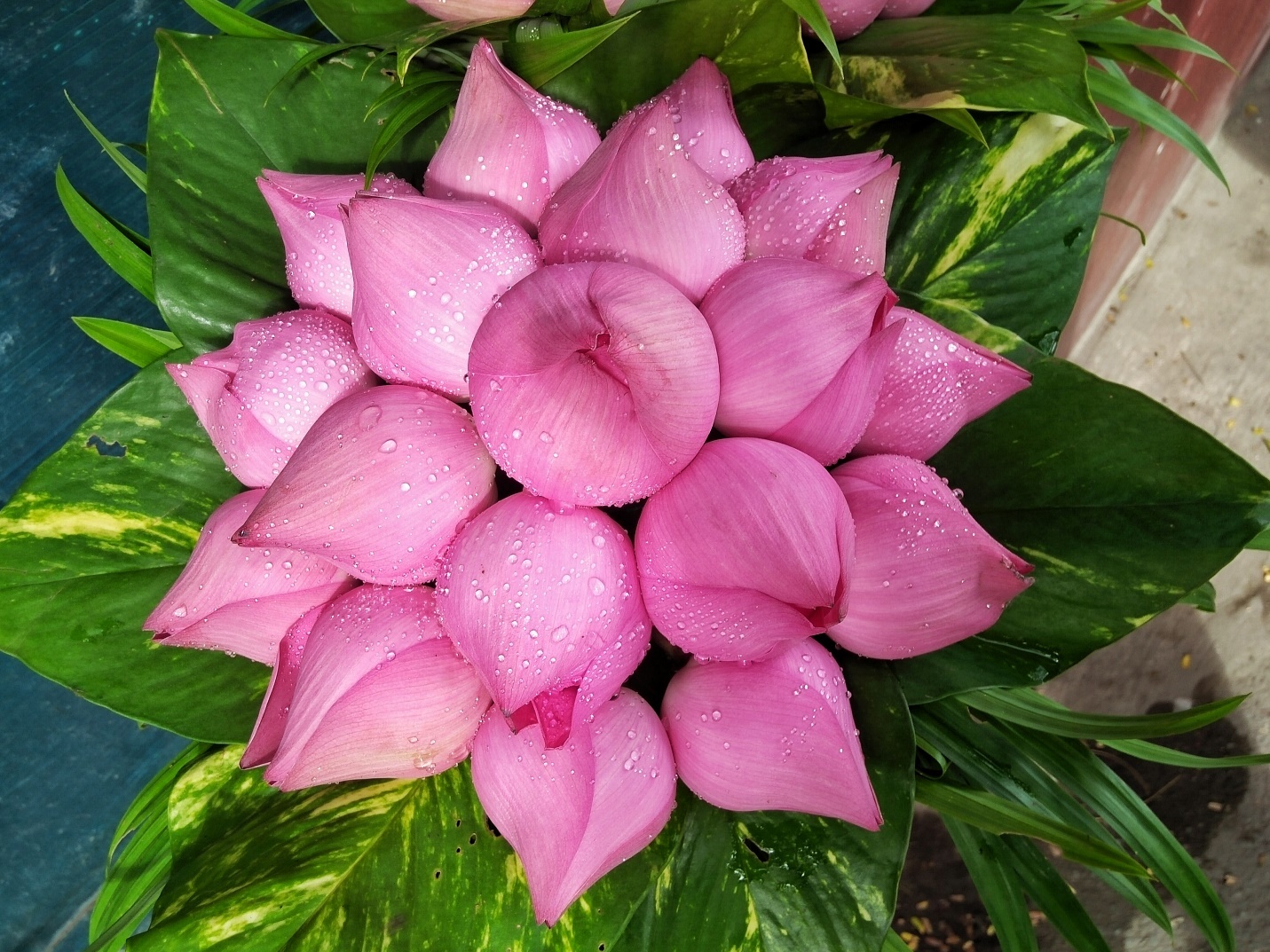 Từng giọt sương trên cánh hoa được ghi lại đậm nét.