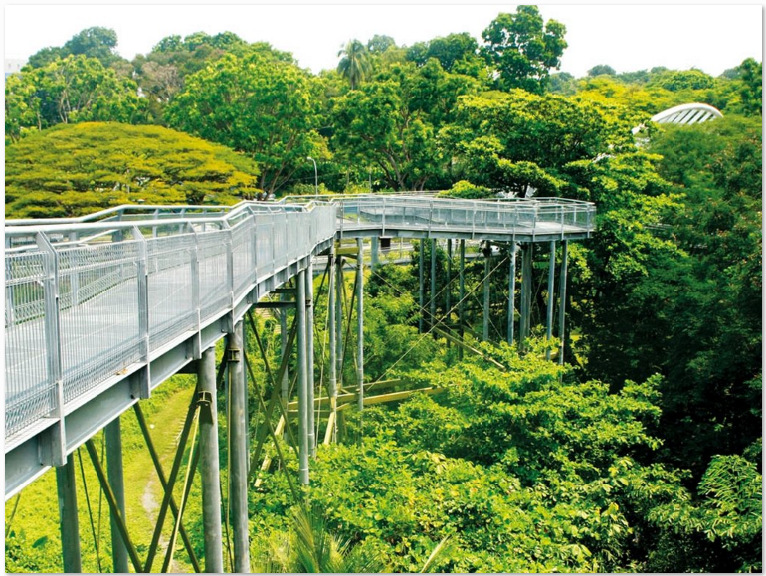 Khám phá những cánh rừng nhiệt đới xanh tươi từ trên cao là một trải nghiệm thú vị mà chiếc cầu treo Tree Top Walk mang đến cho du khách.