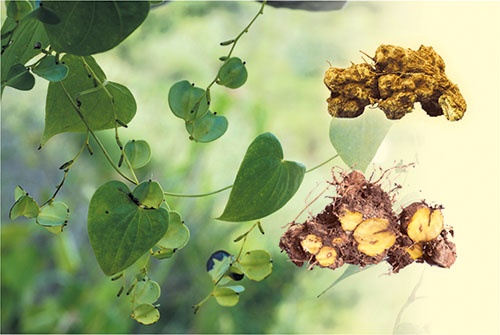 Tac dung duoc ly cua cay nan nghe hinh anh