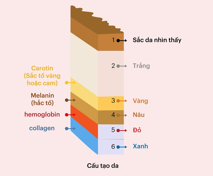 Cấu tạo làn da bởi nhiều màu sắc khác nhau