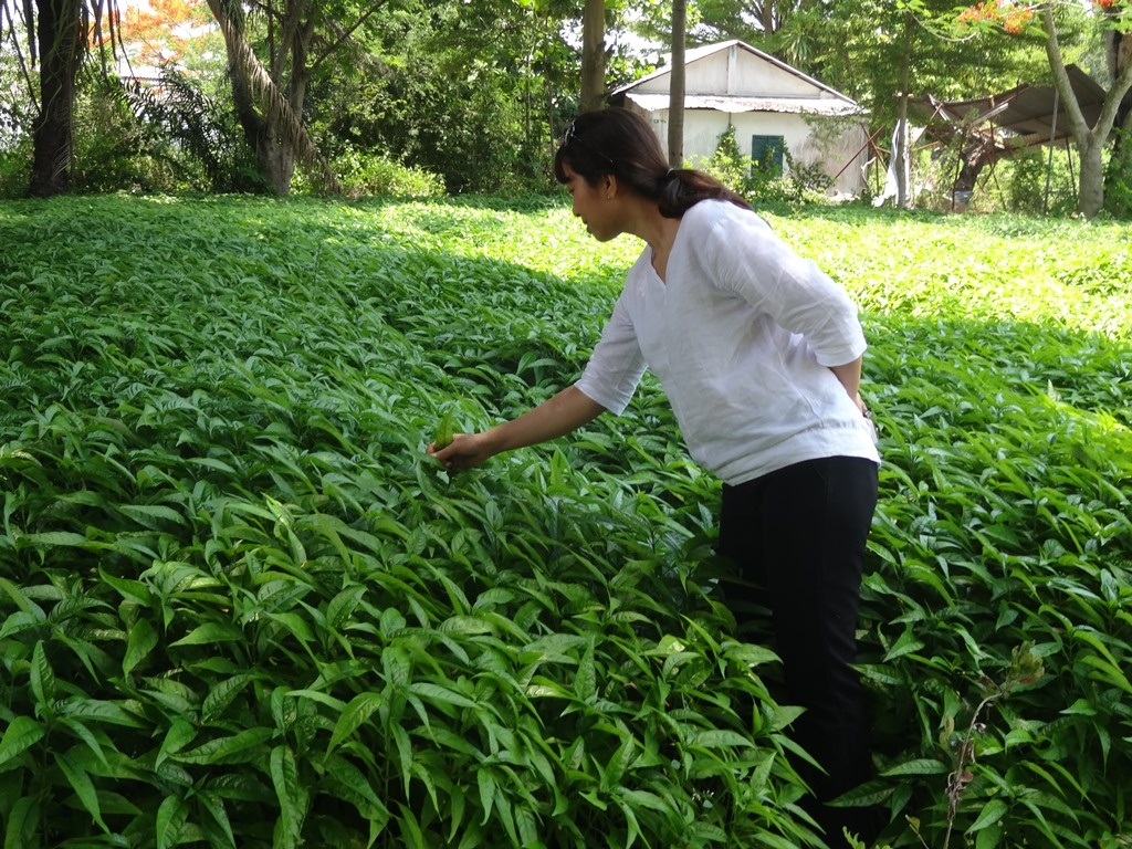 Tiem nang chong ung thu tuyen tuy cua hoat chat Lupeol hinh anh