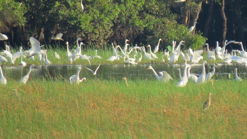 Den Dong Thap, tham Tram Chim mua le hoi hinh anh
