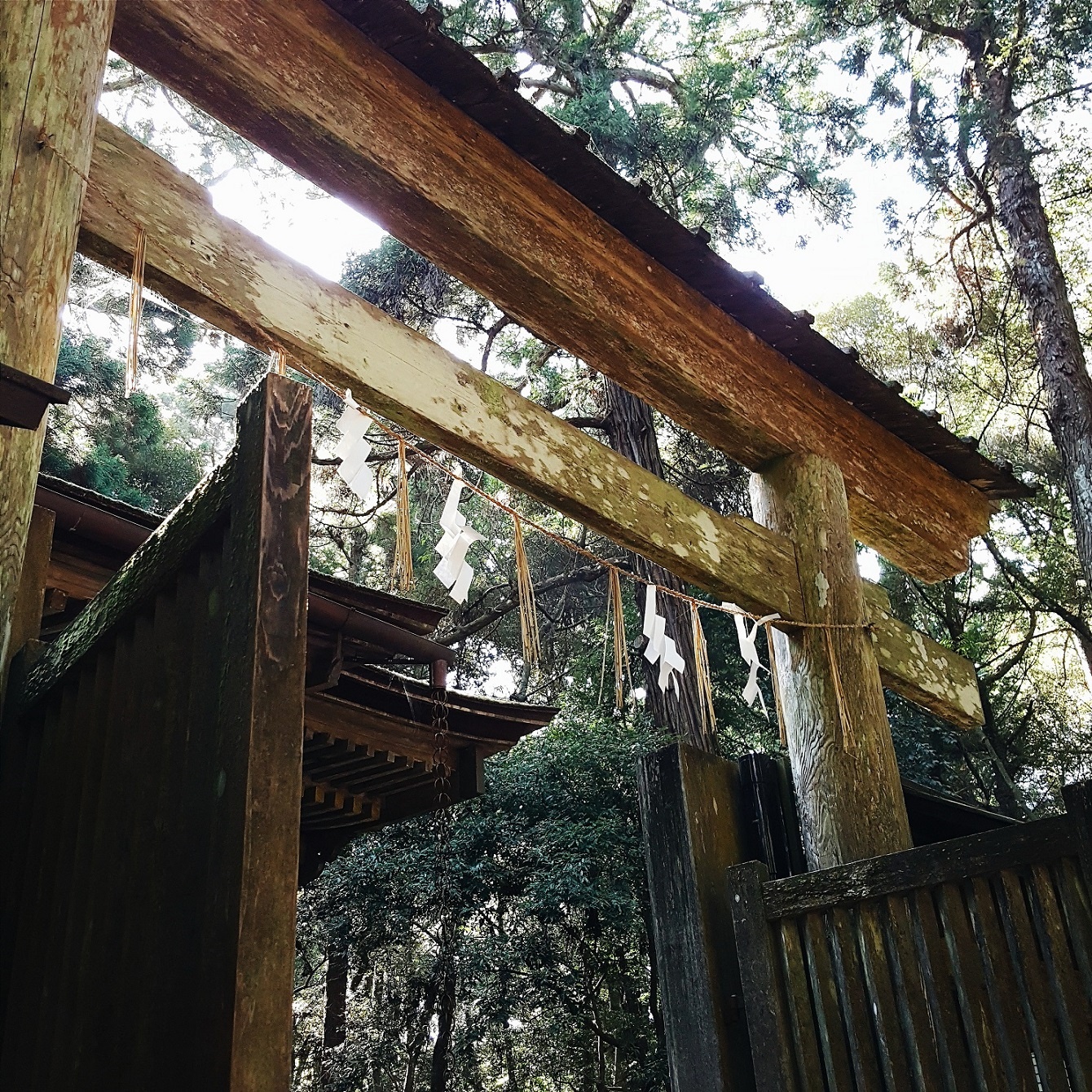 Hình ảnh cổng trời, biểu tượng truyền thống của Nhật Bản, hiện lên với màu vân gỗ pha lẫn các mảng rêu xanh.