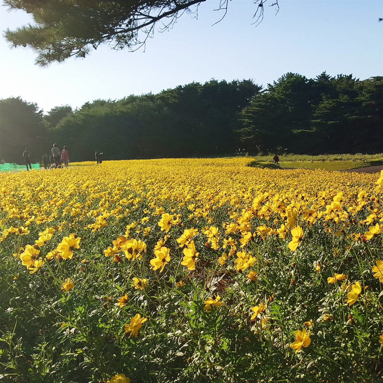   Tại thiên đường hoa Hitachi, hoa cosmos với 3 màu chủ đạo trắng, hồng và tím phủ tràn cả một ngọn đồi. Lúc này, chế độ HDR tỏ ra hữu dụng, giúp cân bằng độ sáng khi chụp ngược nắng.