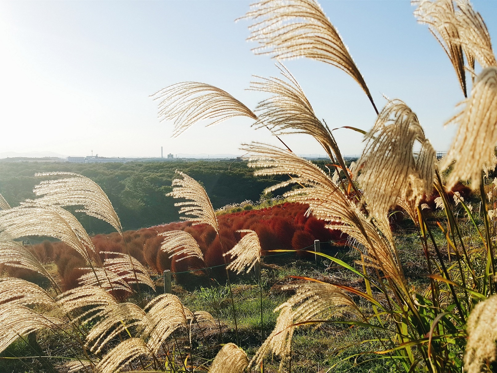 Khả năng chống rung quang học của camera Galaxy S6 Edge+ cho phép bắt nét nhanh những cành cỏ lau đung đưa liên tục trước gió.  