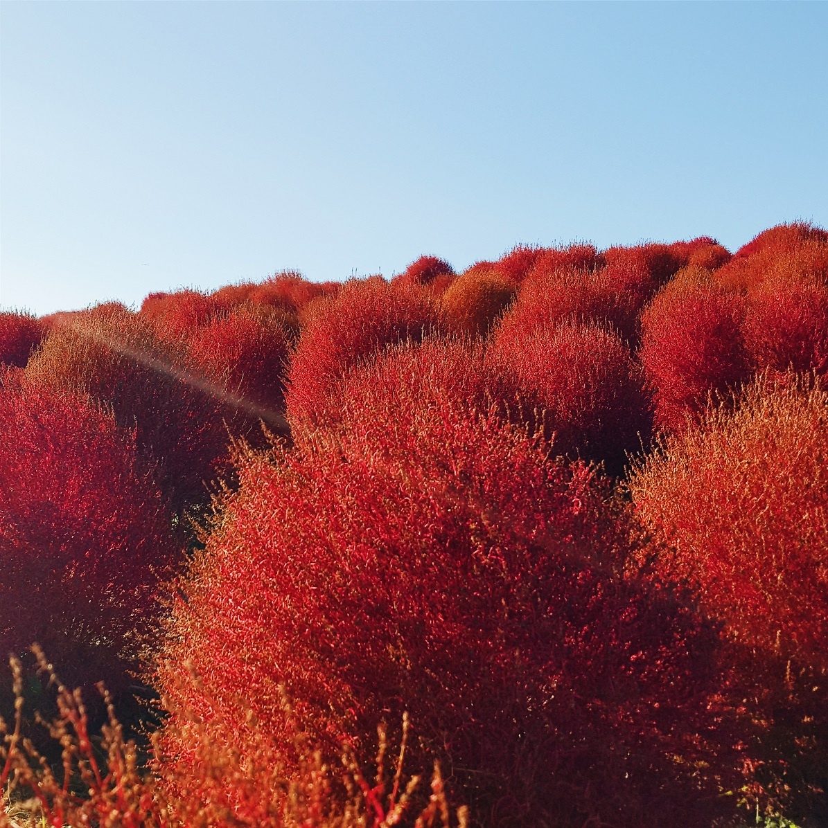 Chỉ cần chỉnh sáng và độ tương phản là có thể chia sẻ ngay lên Instagram với tính năng Apps Edge.